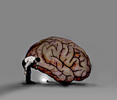 Man finding illuminated bulb underneath brain, illustration