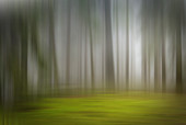 Blurred forest, illustration