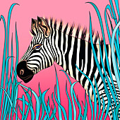Zebra, illustration