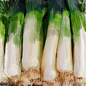 Close up of leeks in a row, illustration