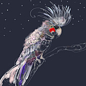 Close up of flamboyant grey cockatiel bird, illustration