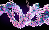 Double helix molecular model, illustration