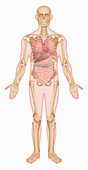 Skeleton and internal organs of man, illustration
