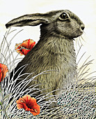 Hare, illustration