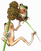 Two tree frogs on plant stalks, illustration