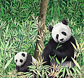 Adult and baby pandas eating bamboo, illustration
