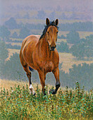 Brown horse running in countryside, illustration