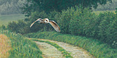Barn owl flying over rural lane in countryside, illustration