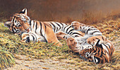 Siberian tiger cubs playing together in grass, illustration