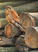 Common kestrel perched on pile of logs, illustration
