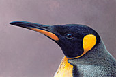 King Penguin, illustration