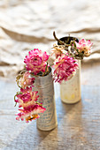 Dried everlasting flowers (Helichrysum) in old tins