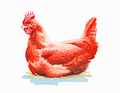 Red chicken sitting on hay, illustration