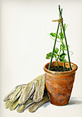 Gloves and seedling in plant pot, illustration