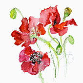 Common Poppy (Papaver Rhoeas), illustration