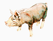 Pig, illustration