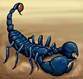 Emperor Scorpion, illustration