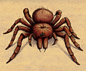 Goliath Birdeater Tarantula spider, illustration