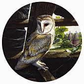 Barn owl perching in old barn in countryside, illustration