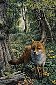 Alert red fox in woodland, illustration