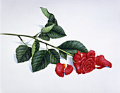Single red rose with fallen petals, illustration