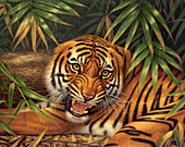 Snarling Bengal tiger, illustration