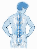 Spine and back bones in transparent man, illustration