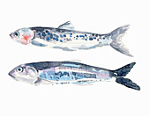 Two fresh anchovies, illustration