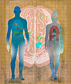 Connections between body and mind, illustration