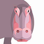 Hippopotamus, illustration