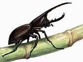 Rhinoceros beetle, illustration
