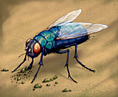 Bluebottle fly eating, illustration