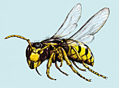 Wasp in flight, illustration
