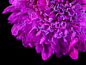 Scabiosa flowerhead in ultraviolet light