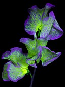 Sweet pea flowers in ultraviolet light