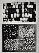 Maze genetics research by McClintock, 1971