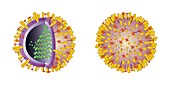 Influenza virus structure, illustration