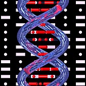 Genetics and Morse code, conceptual image