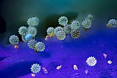 Hibiscus pollen grains, fluorescence light micrograph