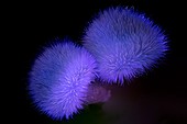 Hibiscus flower reproductive organs in UV light