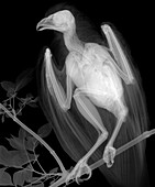 Buzzard, X-ray