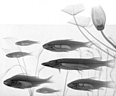 Freshwater fish in a pond, X-ray