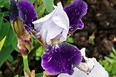 Iris 'Braithwaite' flowers