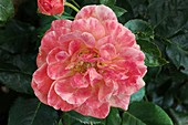 Rose (Rosa 'Betty Harkness') flower