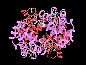 Foetal haemoglobin, molecular model