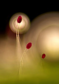 Geranium sp. plant hairs, light micrograph
