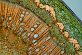Oak (Quercus sp.) petiole, light micrograph