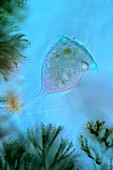 Stentor and batrachospermum algae, light micrograph