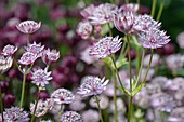 Masterwort (Astrantia major 'Pink Pride')