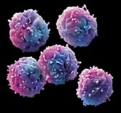 Stem cells, SEM